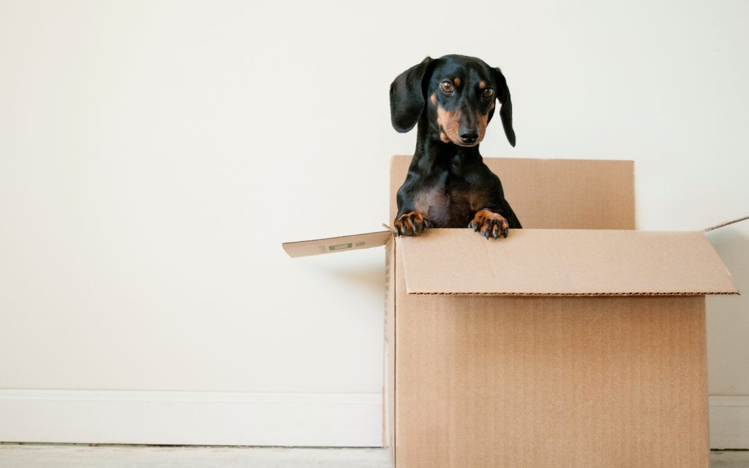 Ultimate Checklist For Moving Home: All You Need to Know