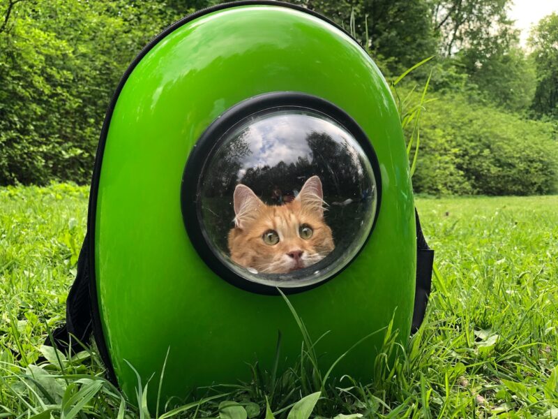 A cat in a bright green cat carrier backpack