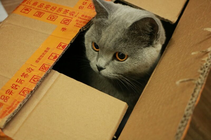 A grey cat poking its head out from a cardboard box